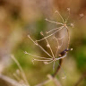 Meet your Posher, Lily